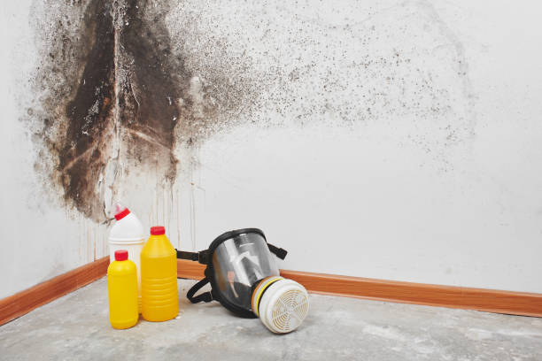 Best Mold Damage Repair  in Twinsburg, OH