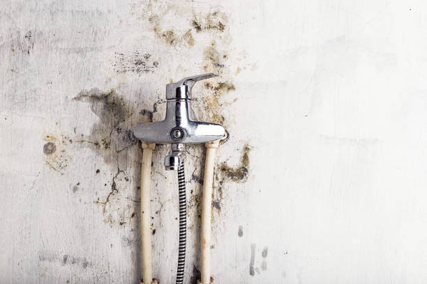 Best Mold Removal Specialists  in Twinsburg, OH