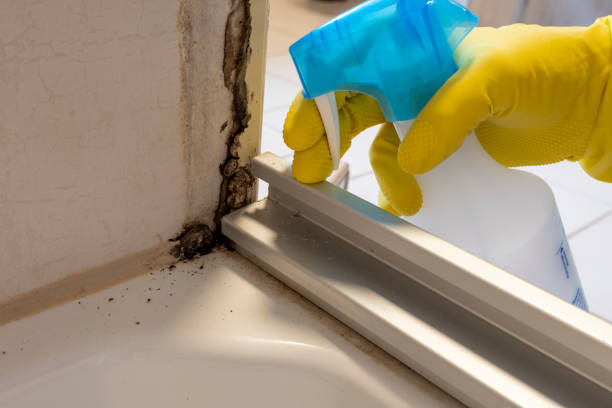 Best Mold Inspection  in Twinsburg, OH