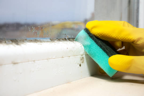 Best Black Mold Removal  in Twinsburg, OH