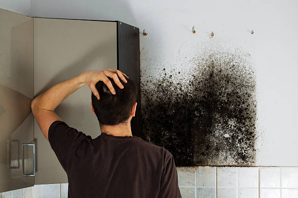 Professional Mold Removal in Twinsburg, OH
