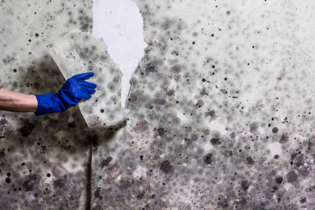 Best Commercial Mold Removal  in Twinsburg, OH