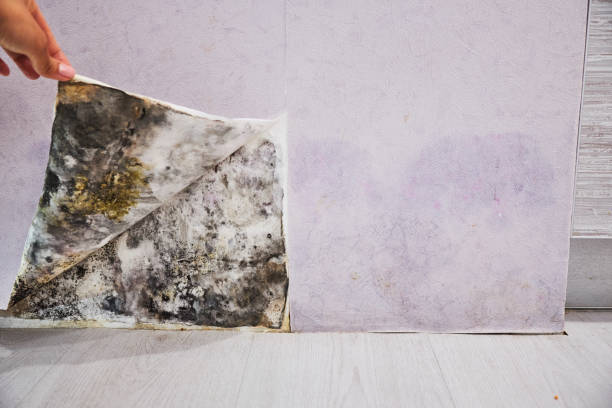 Best Mold Removal Company Near Me  in Twinsburg, OH